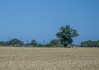 White Horse Sunday 12th July